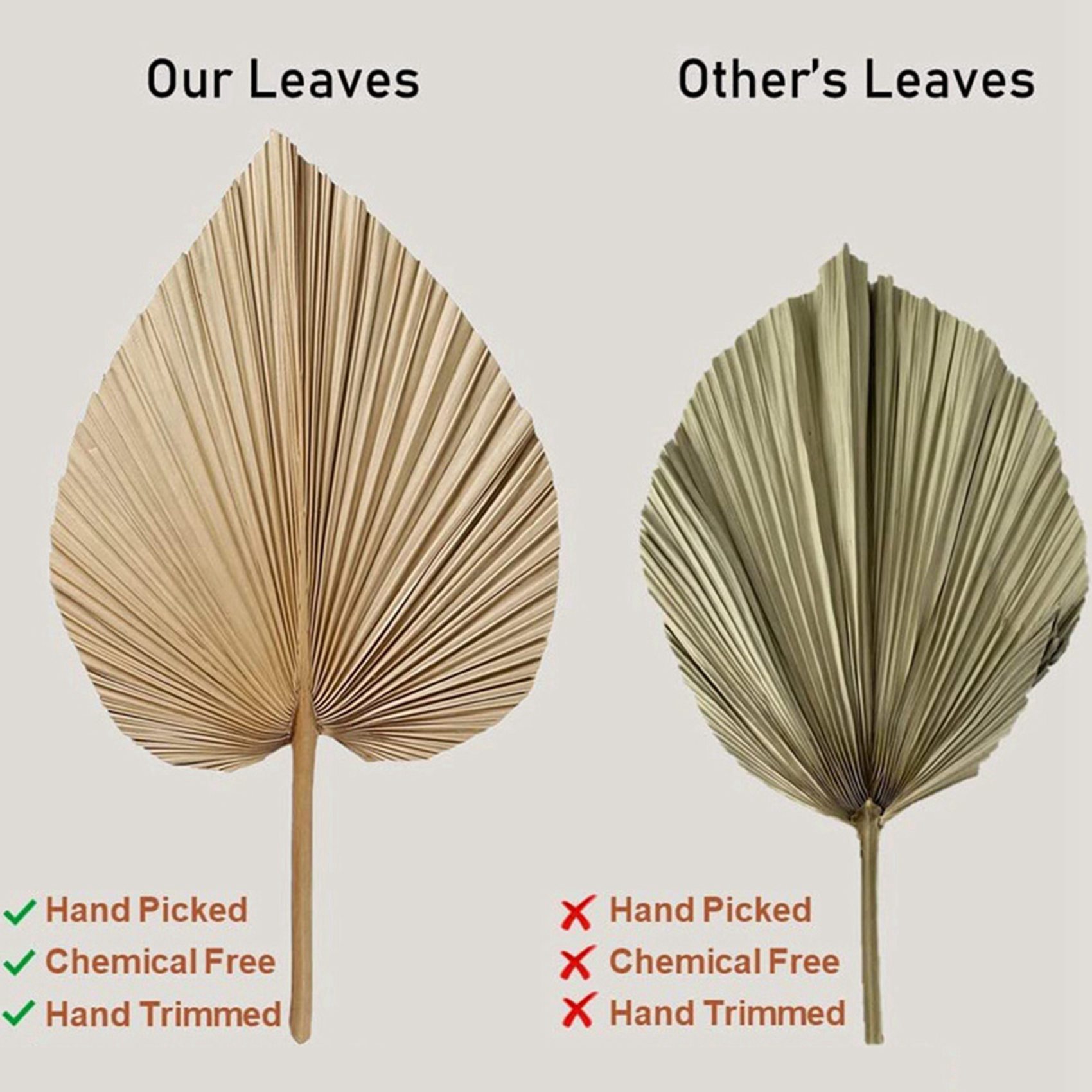 Palm Leaf Dried - 8 Parça Doğal Kurutulmuş Palmiye Yaprakları