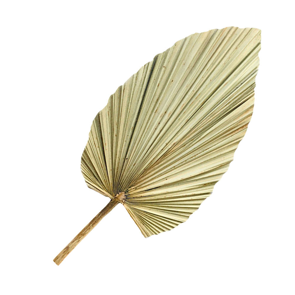 Palm Leaf Dried - 1 Adet Canlı Palmiye Yaprağı Dekorasyonu