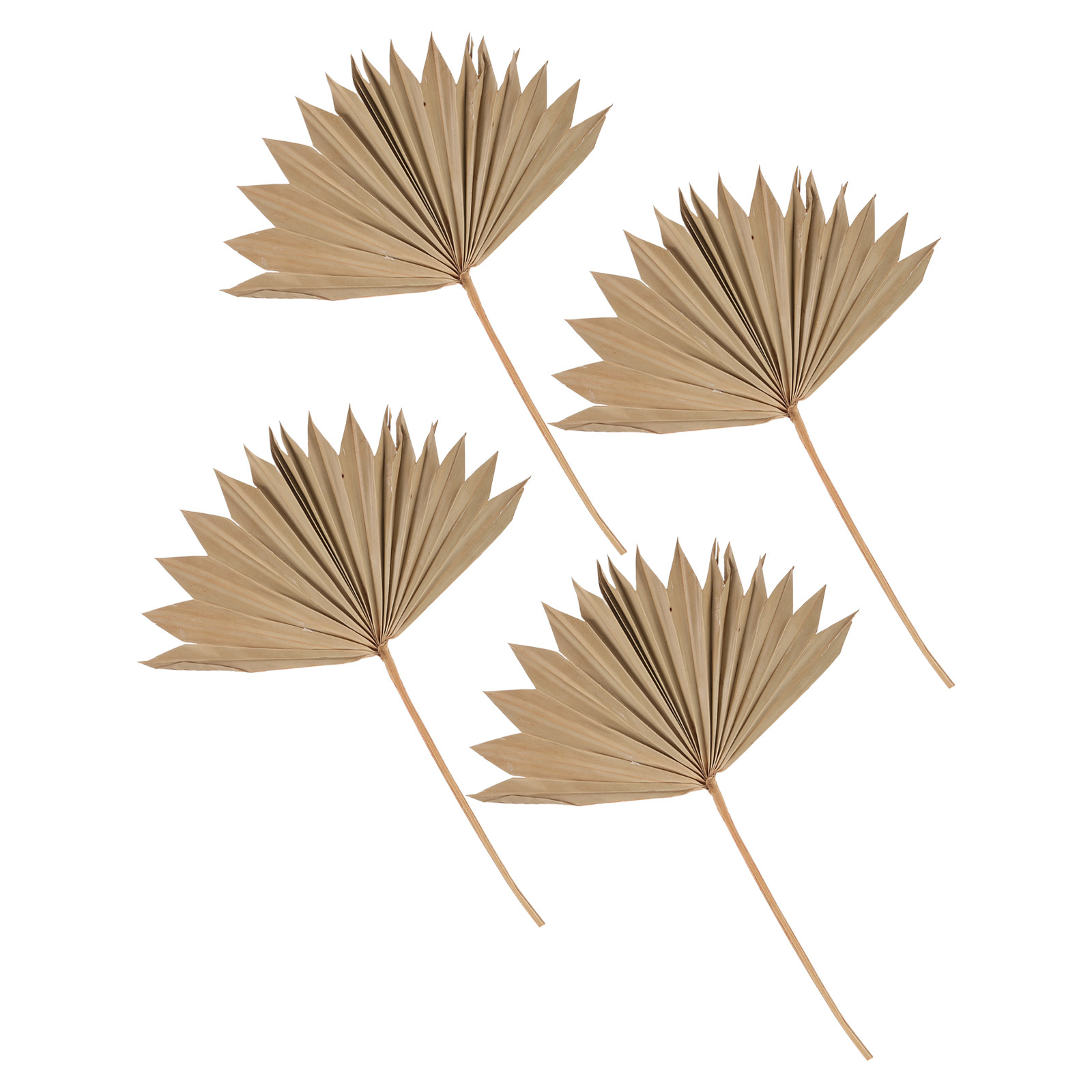 Palm Leaf Dried - 4 Adet Kurutulmuş Palmiye Yaprağı Yelpaze
