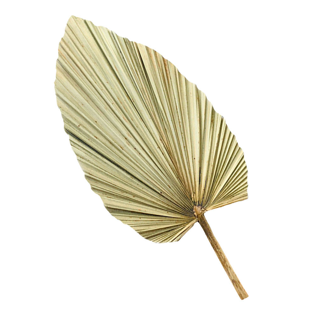 Palm Leaf Dried - 1 Adet Doğal Kurutulmuş Palmiye Yaprağı