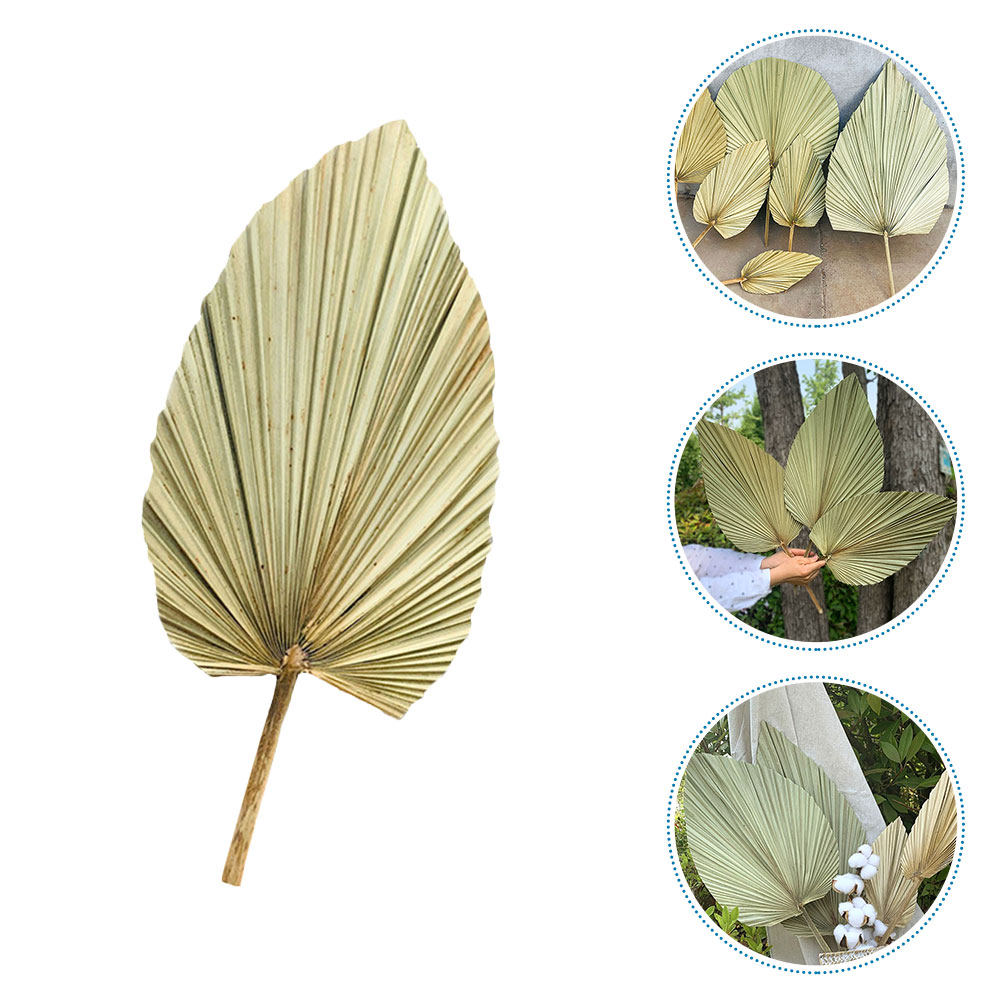 1 Adet Doğal Kurutulmuş Palmiy - Palm Leaf Dried incelemesi ve fiyatı