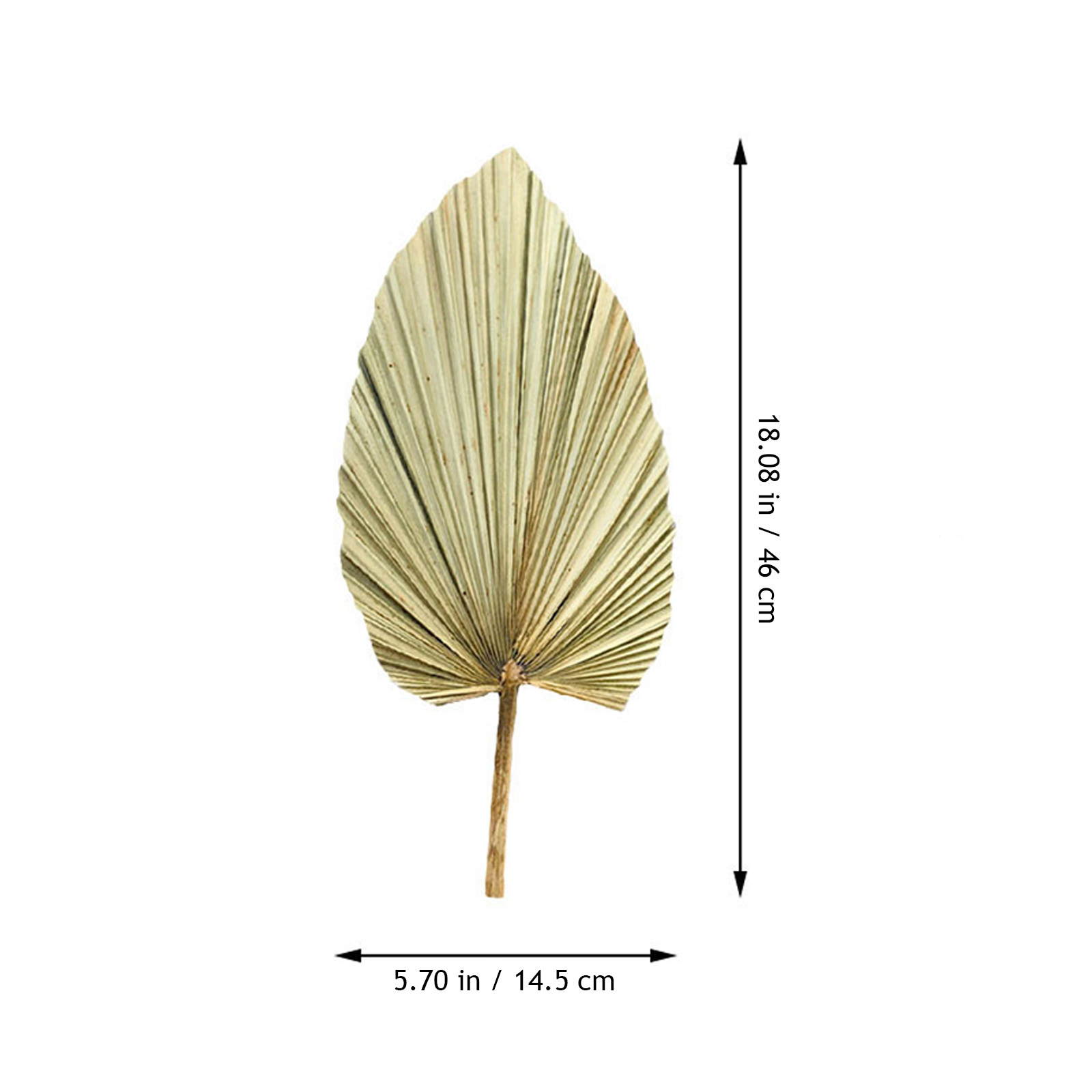 1 Adet Canlı Palmiye Yaprağı D - Palm Leaf Dried incelemesi ve fiyatı