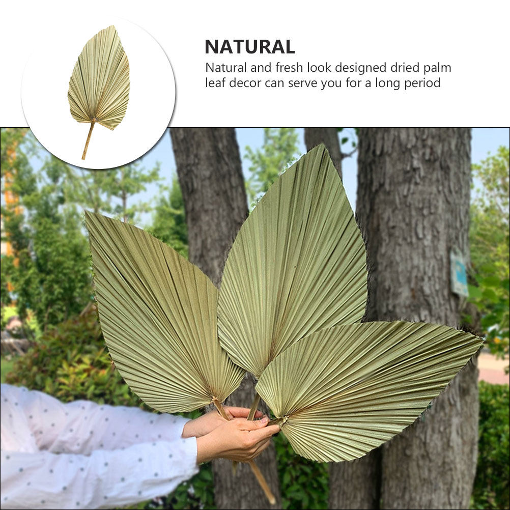 1 Adet Canlı Palmiye Yaprağı D - Palm Leaf Dried incelemesi ve fiyatı