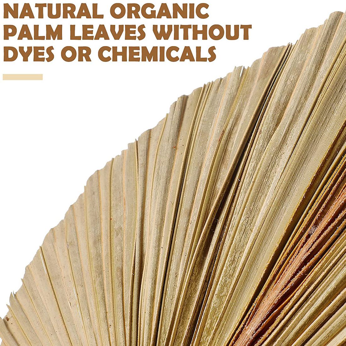 5 Adet Doğal Kurutulmuş Palmiy - Palm Leaf Dried incelemesi ve fiyatı