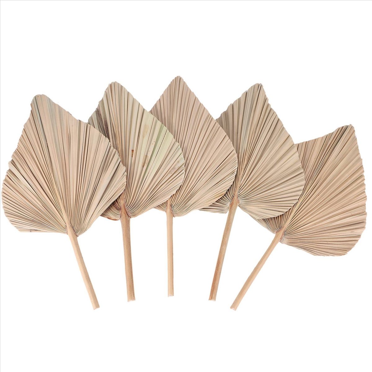 NOCM Kurutulmuş Palmiye Yaprak - Palm Leaf Dried incelemesi ve fiyatı