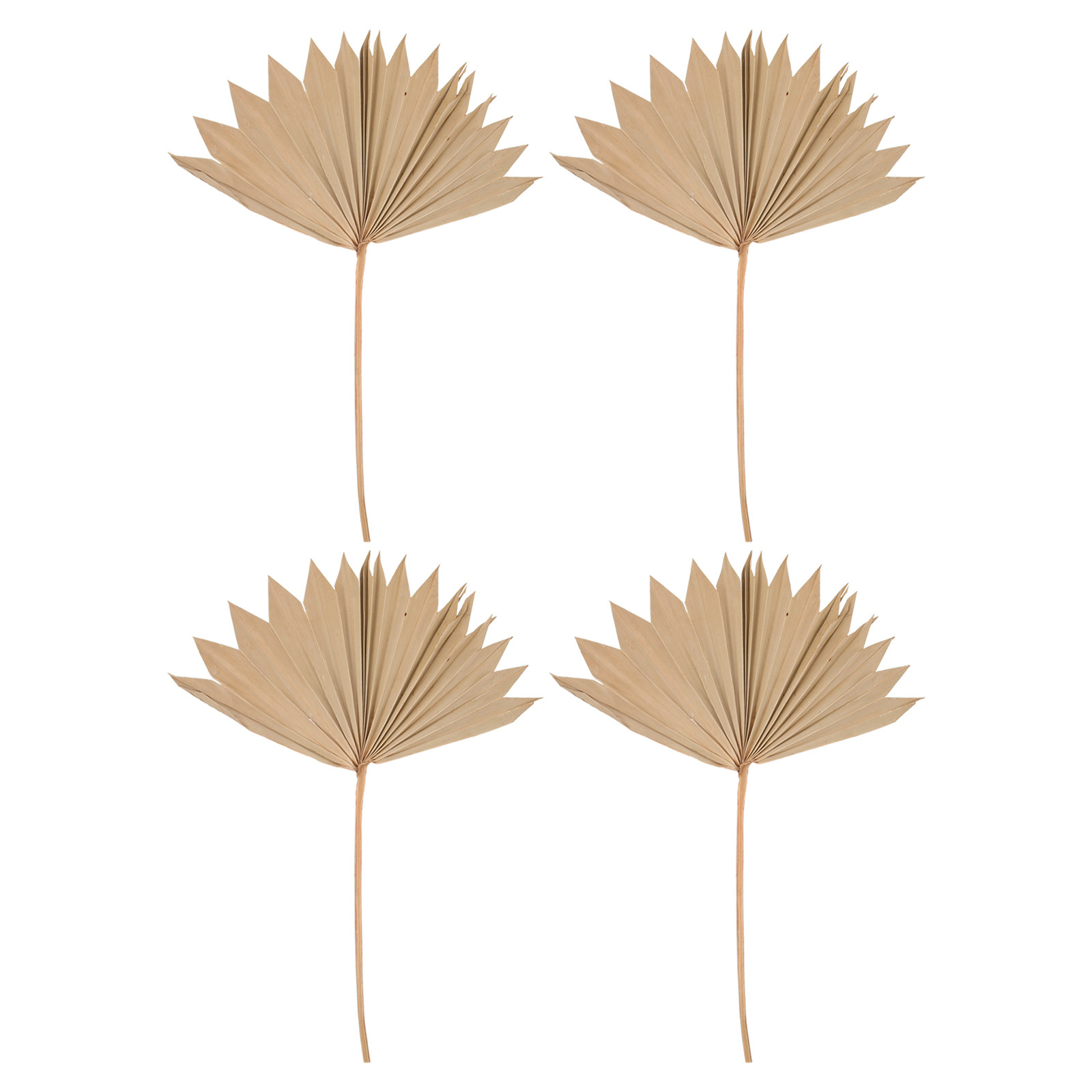 4 Adet Kurutulmuş Palmiye Yapr - Palm Leaf Dried incelemesi ve fiyatı