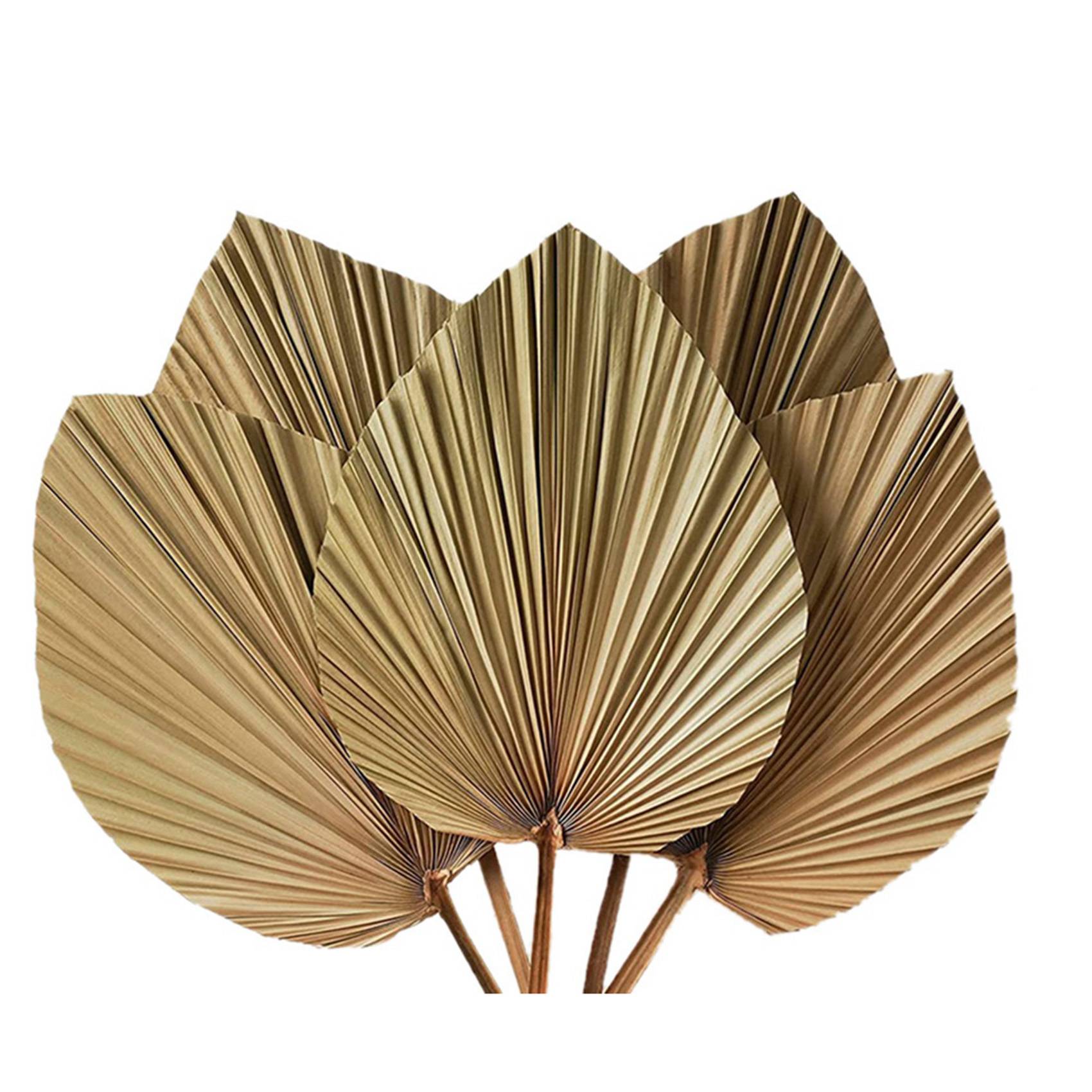 Kurutulmuş Palmiye Yaprakları  - Palm Leaf Dried incelemesi ve fiyatı