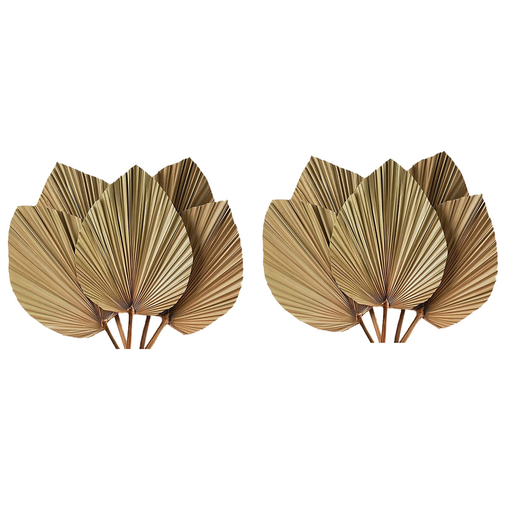 Kurutulmuş Palmiye Yaprakları  - Palm Leaf Dried incelemesi ve fiyatı