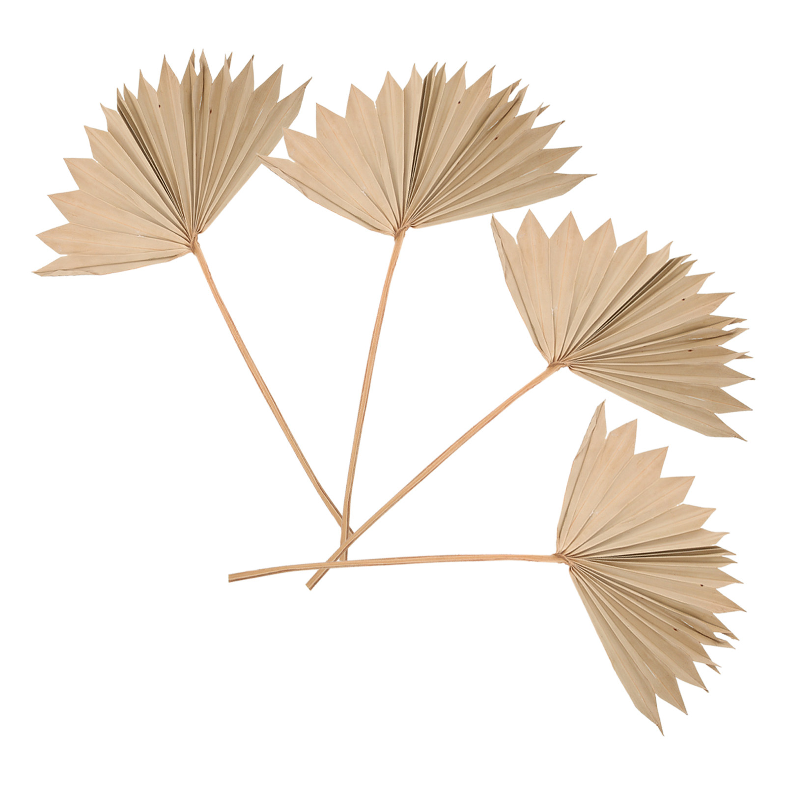 4 adet kurutulmuş palmiye yapr - Palm Leaf Dried incelemesi ve fiyatı