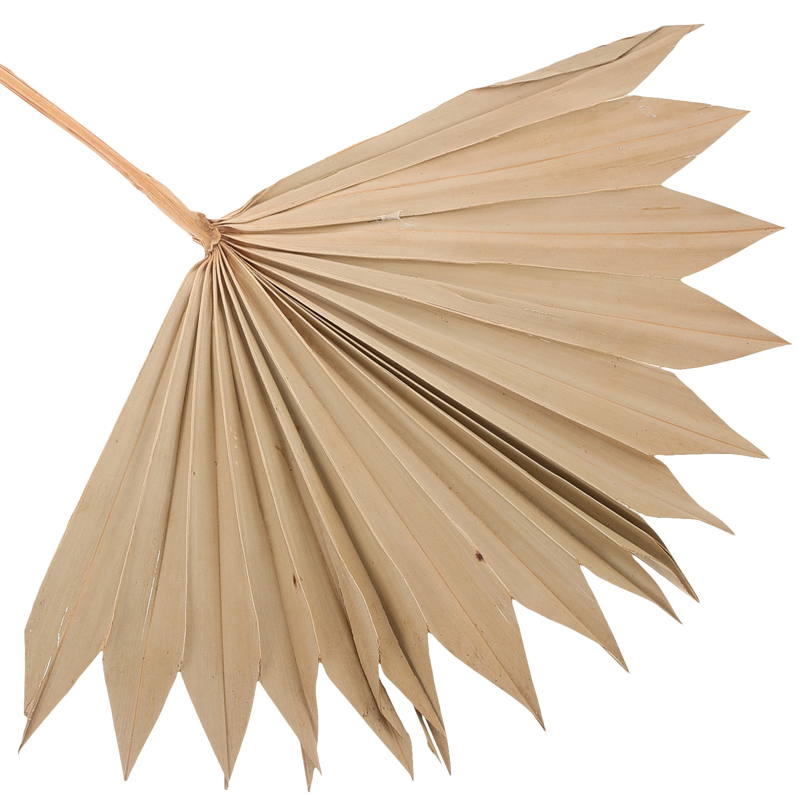 4 adet doğal kurutulmuş palmiy - Palm Leaf Dried incelemesi ve fiyatı