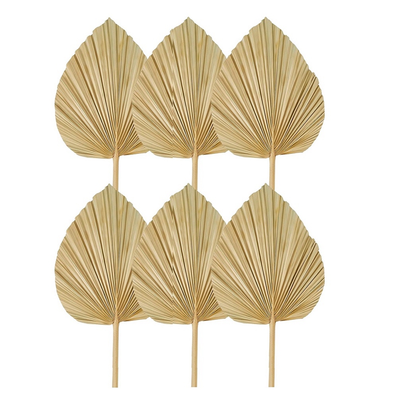 Yeni 6 ADET Kurutulmuş Palmiye - Palm Leaf Dried incelemesi ve fiyatı