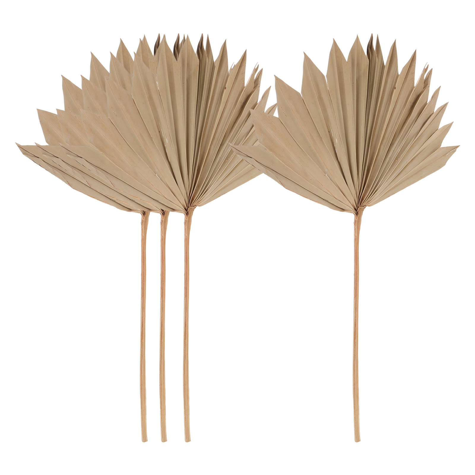4 Adet Kurutulmuş Palmiye Yapr - Palm Leaf Dried incelemesi ve fiyatı