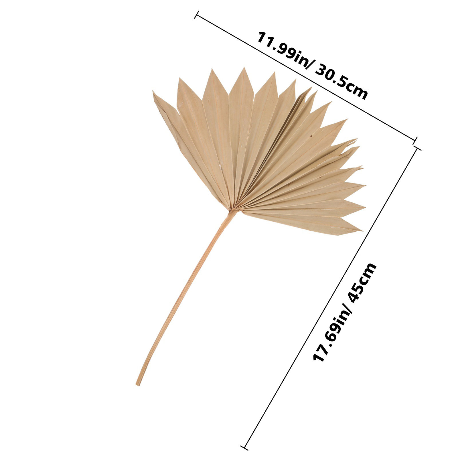 4 Adet Kurutulmuş Palmiye Yapr - Palm Leaf Dried incelemesi ve fiyatı