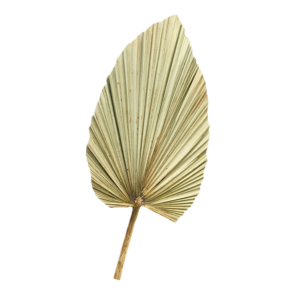 1 Adet Doğal Kurutulmuş Palmiy - Palm Leaf Dried incelemesi ve fiyatı