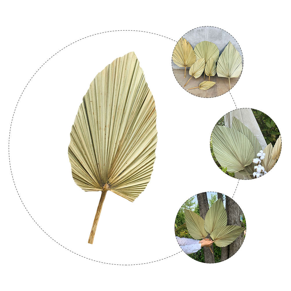 1 Adet Doğal Kurutulmuş Palmiy - Palm Leaf Dried incelemesi ve fiyatı